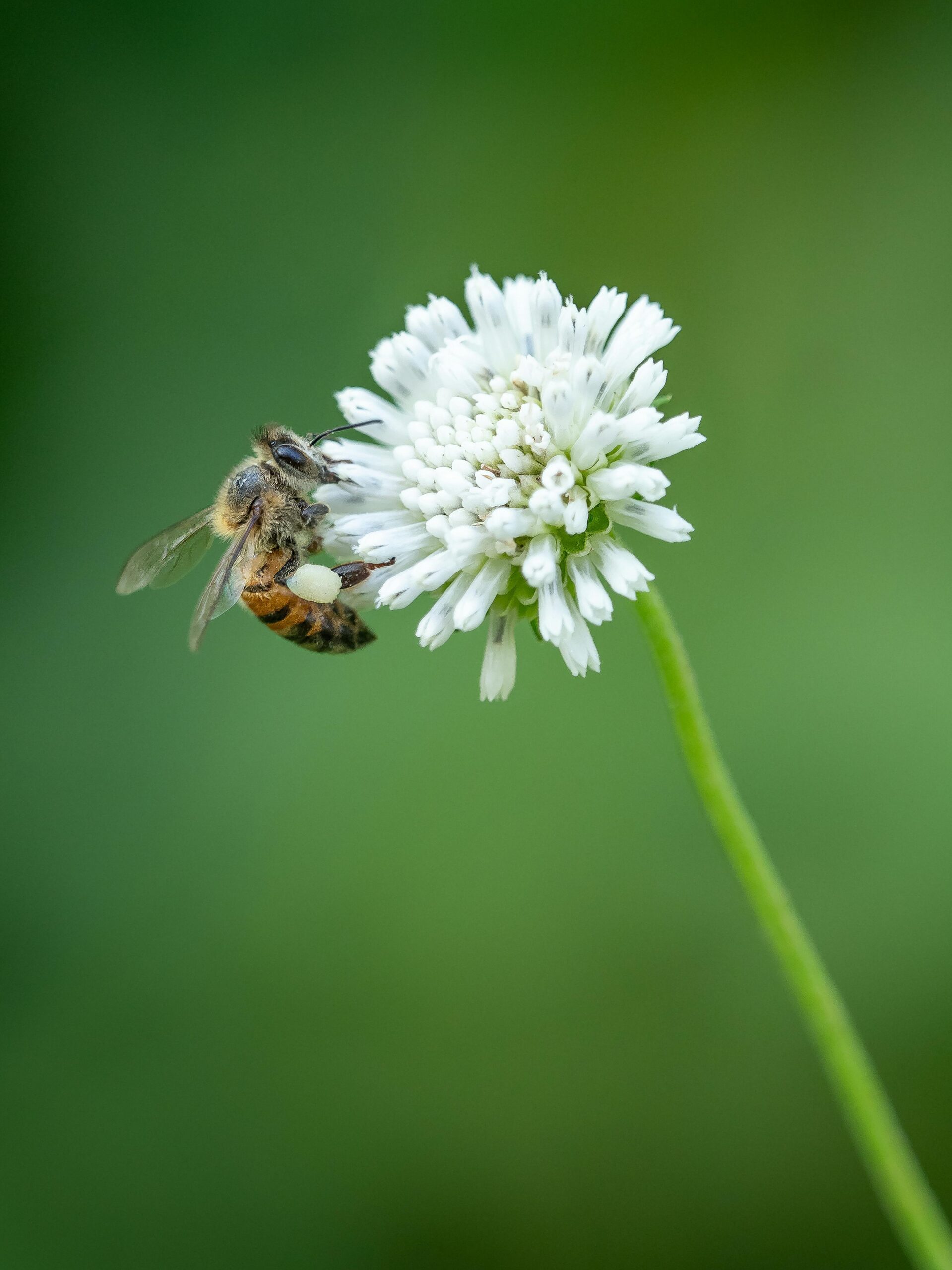 fleur blanche 2