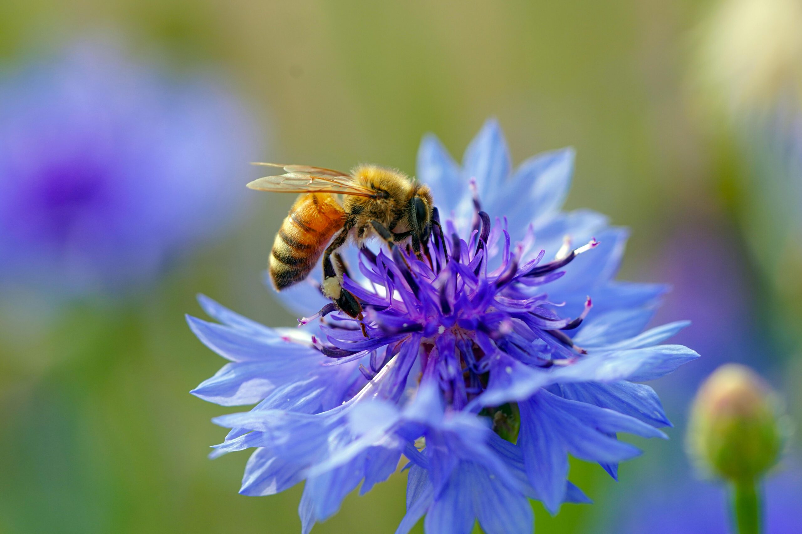 fleur bleu 2