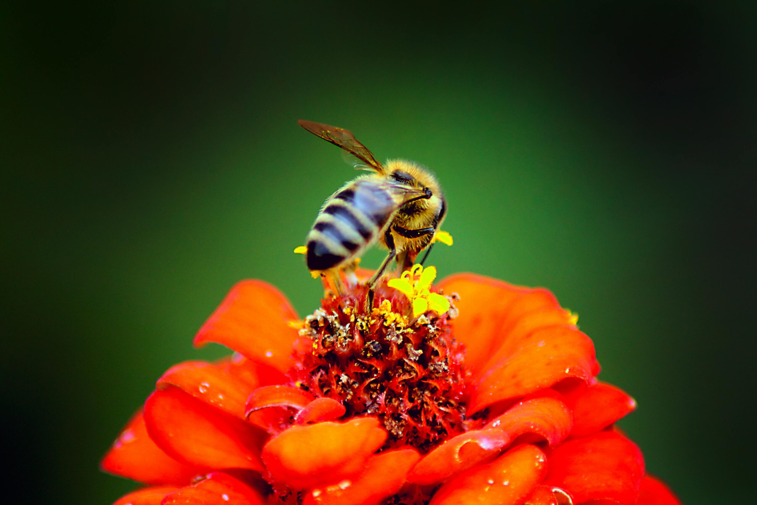 fleur orange et rouge