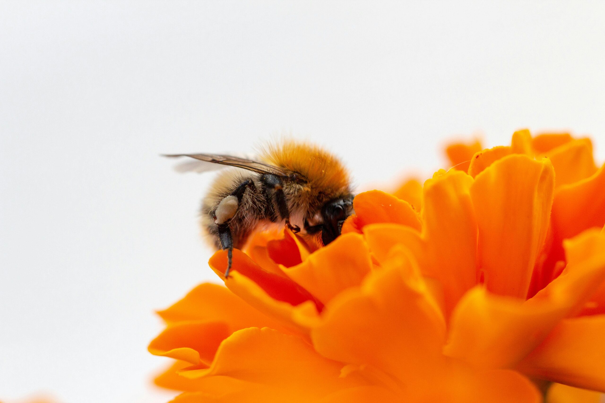 fleur orange