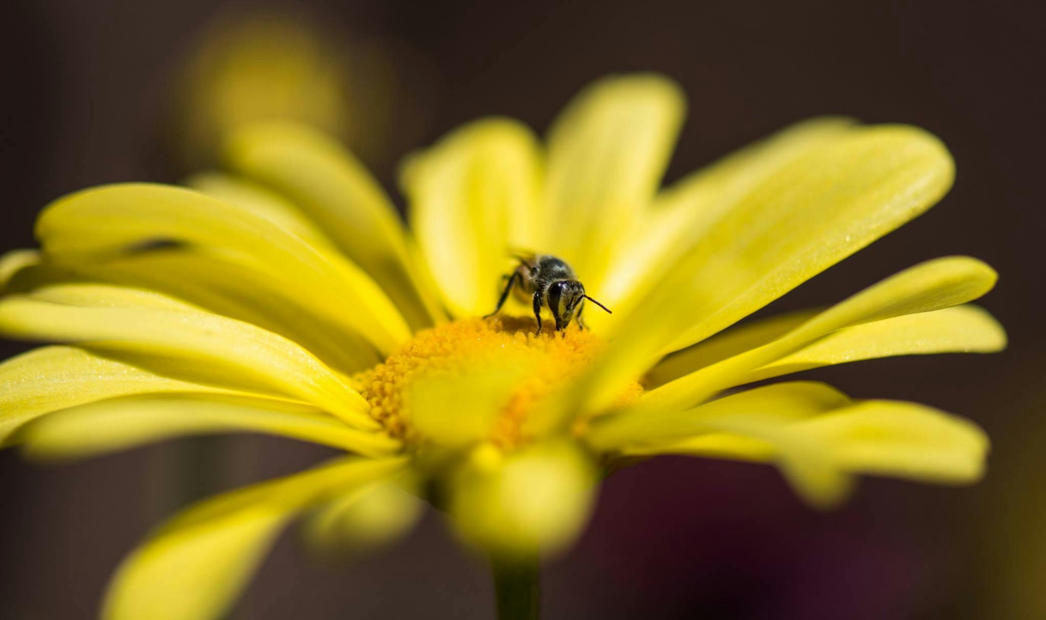 fleur pétale jaune