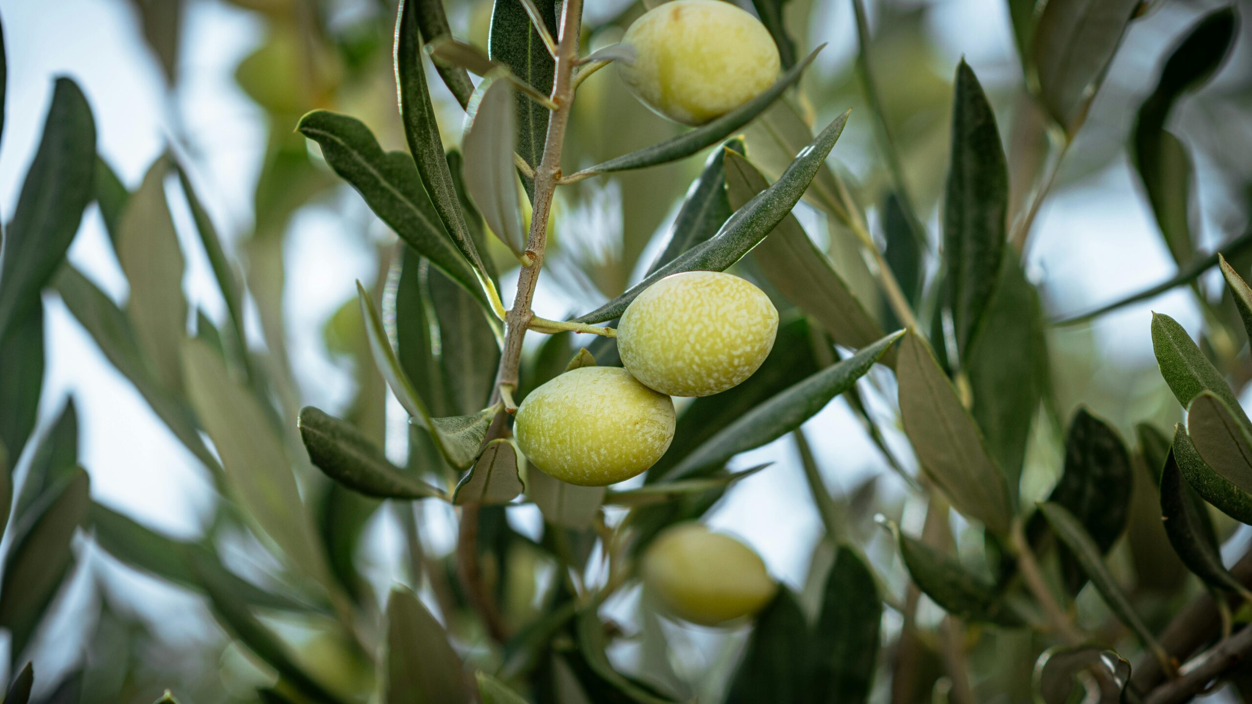 olive